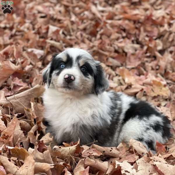 Bruce, Miniature Australian Shepherd Puppy