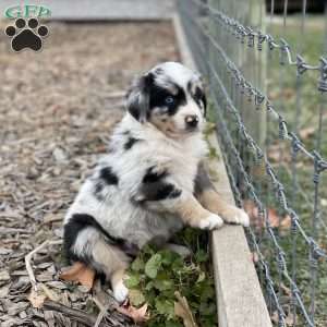 Bruce, Miniature Australian Shepherd Puppy