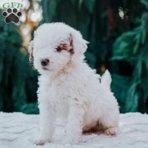 Tyson, Mini Goldendoodle Puppy