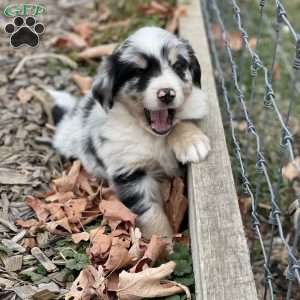 Bruce, Miniature Australian Shepherd Puppy