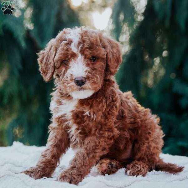 Teddy, Mini Goldendoodle Puppy