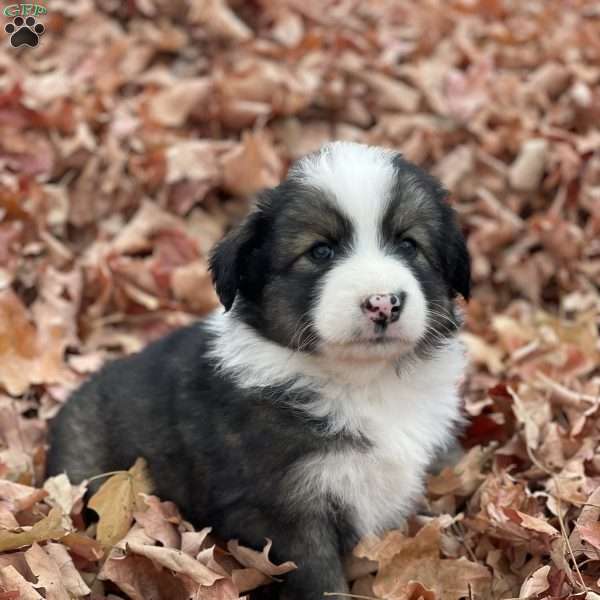 Autumn, Miniature Australian Shepherd Puppy