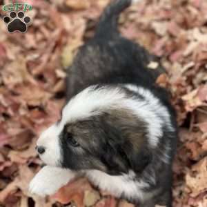 Autumn, Miniature Australian Shepherd Puppy