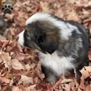 Autumn, Miniature Australian Shepherd Puppy