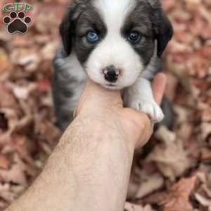 Alexis, Miniature Australian Shepherd Puppy