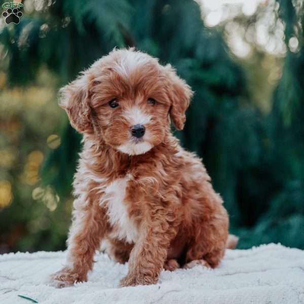 Theo, Mini Goldendoodle Puppy