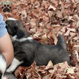 Alexis, Miniature Australian Shepherd Puppy