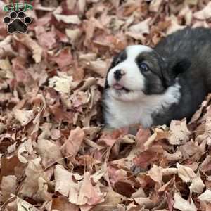 Alexis, Miniature Australian Shepherd Puppy