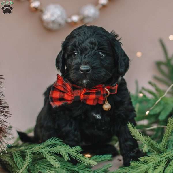 Ace, Mini Labradoodle Puppy