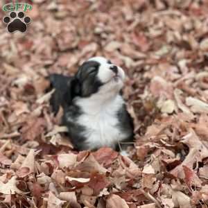 Alexis, Miniature Australian Shepherd Puppy