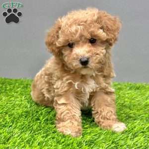 Milo, Toy Poodle Puppy