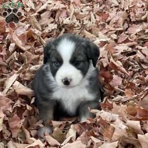 Alexis, Miniature Australian Shepherd Puppy