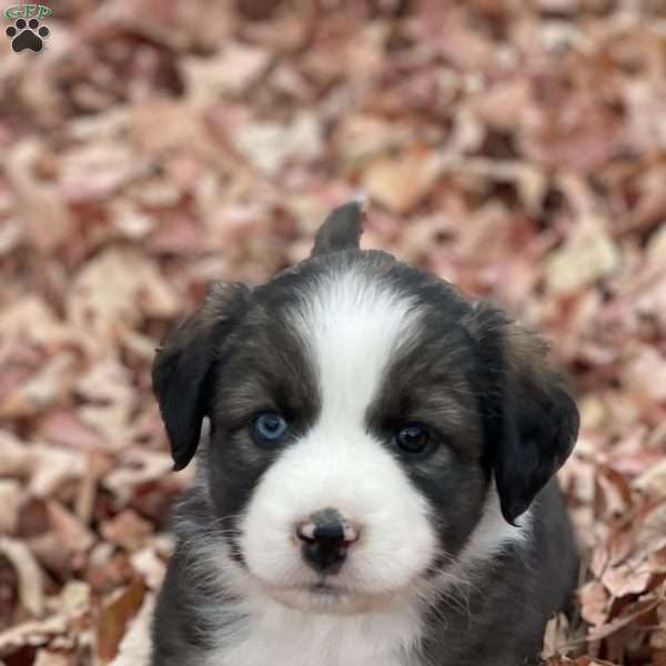 Alexis, Miniature Australian Shepherd Puppy