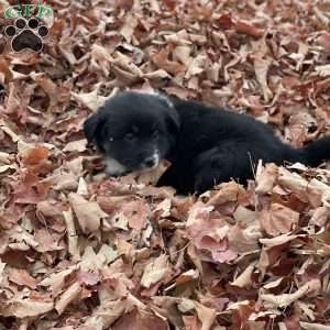 Angela, Miniature Australian Shepherd Puppy