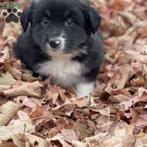 Angela, Miniature Australian Shepherd Puppy