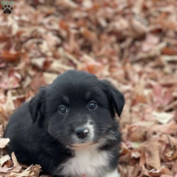 Angela, Miniature Australian Shepherd Puppy