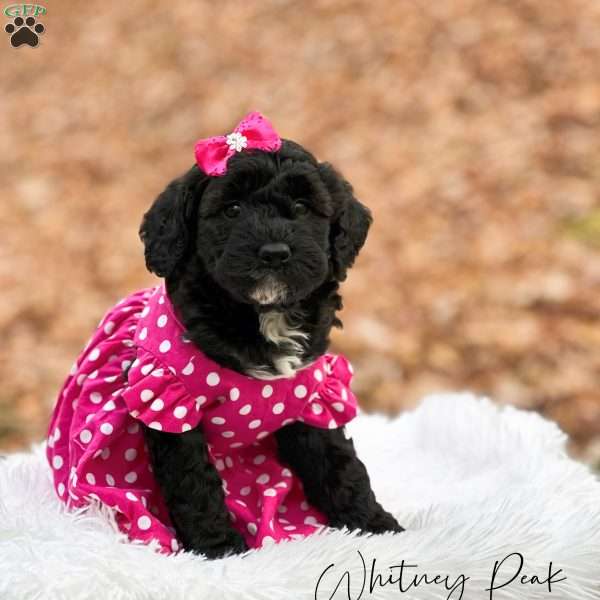 Whitney Peak, Mini Goldendoodle Puppy