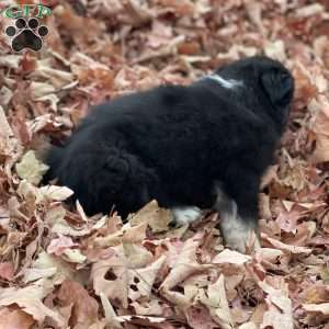 Angela, Miniature Australian Shepherd Puppy