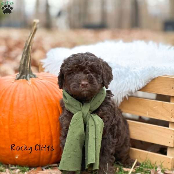 Rocky Cliffs, Mini Goldendoodle Puppy