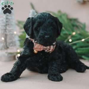 Roxie, Mini Labradoodle Puppy