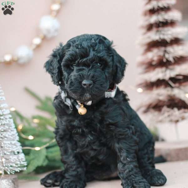 Jasper, Mini Labradoodle Puppy