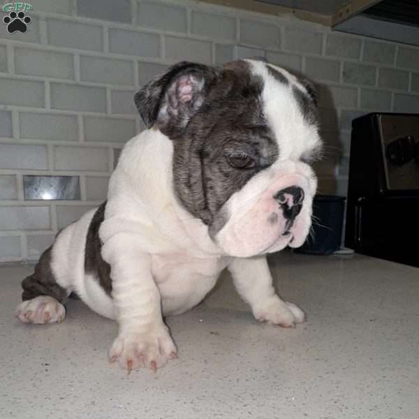 Cindy, English Bulldog Puppy