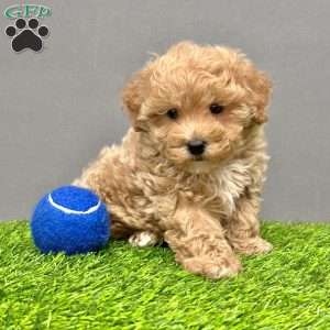 Milo, Toy Poodle Puppy