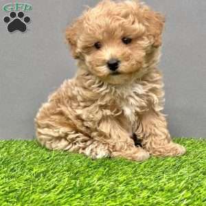 Milo, Toy Poodle Puppy