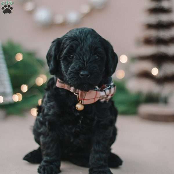 Roxie, Mini Labradoodle Puppy