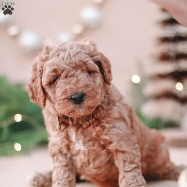 Cinnamon, Mini Labradoodle Puppy