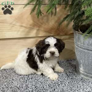 Grant, Shih Tzu Puppy