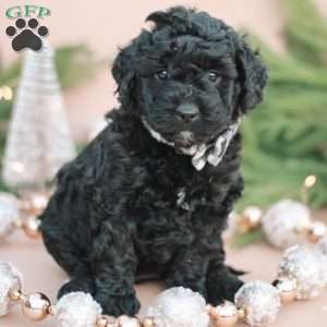 Cona, Mini Labradoodle Puppy