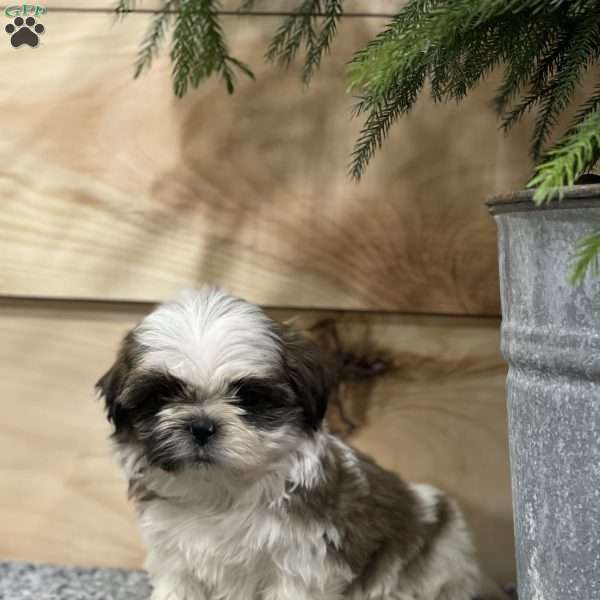 Benjie, Shih Tzu Puppy