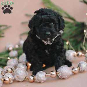 Cona, Mini Labradoodle Puppy