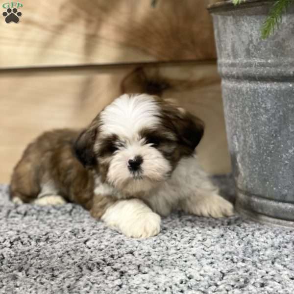 Aurthur, Shih Tzu Puppy