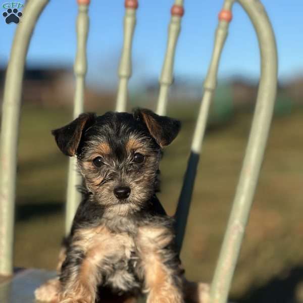 Thea, Yorkie Poo Puppy