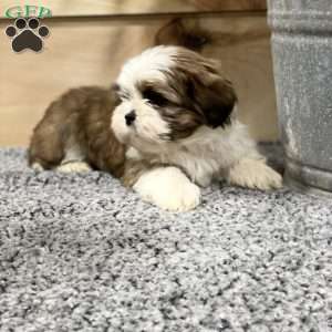 Aurthur, Shih Tzu Puppy