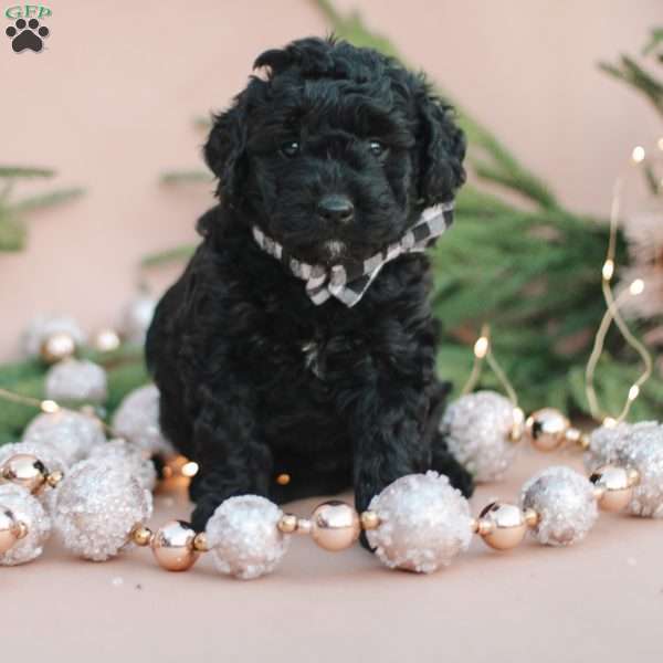 Cona, Mini Labradoodle Puppy