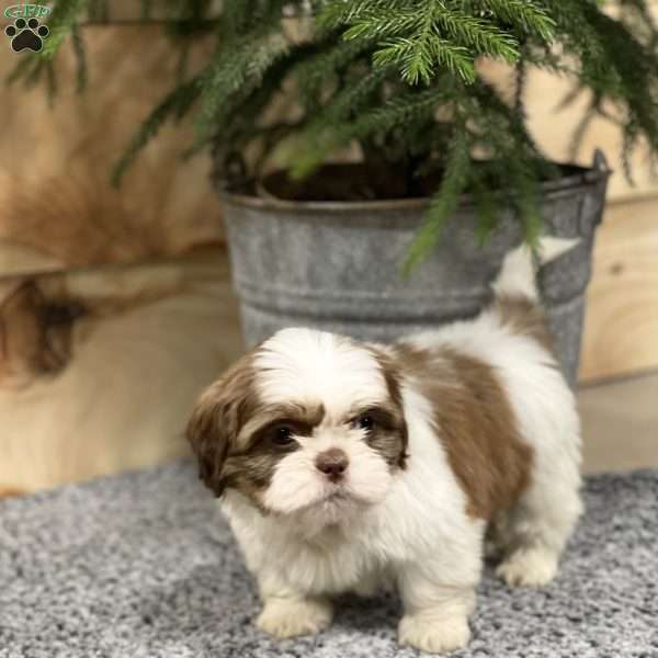 Samson, Shih Tzu Puppy