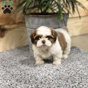 Samson, Shih Tzu Puppy