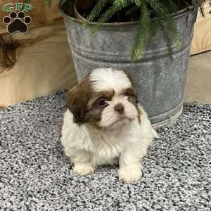 Samson, Shih Tzu Puppy