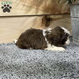 Sage, Shih Tzu Puppy