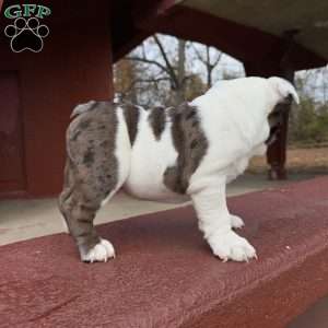 Bluey, English Bulldog Puppy