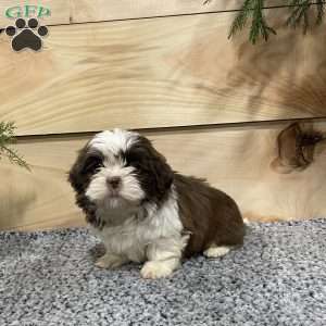 Sage, Shih Tzu Puppy