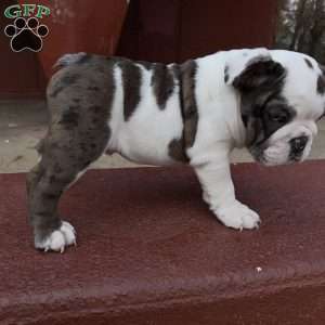 Bluey, English Bulldog Puppy