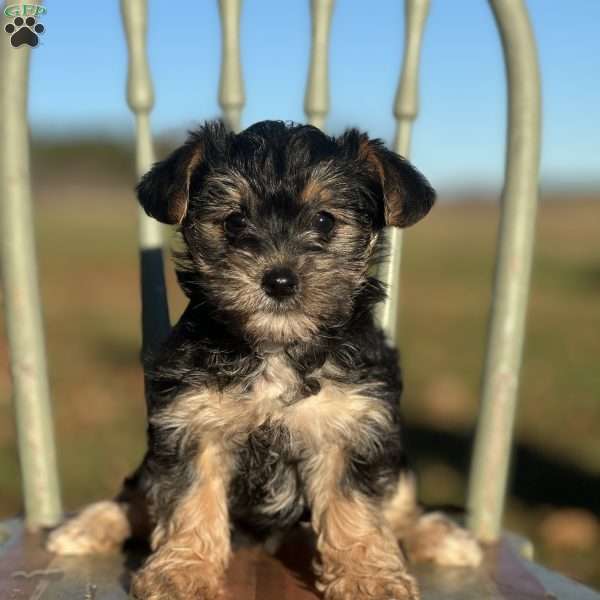 Trina, Yorkie Poo Puppy