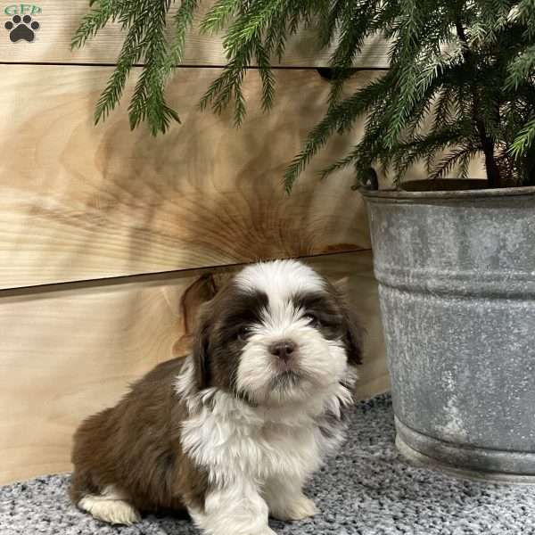 Sage, Shih Tzu Puppy