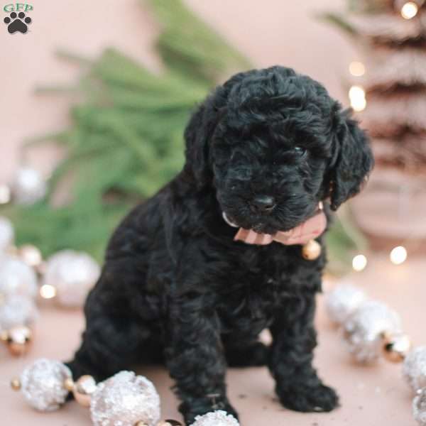 Nova, Mini Labradoodle Puppy