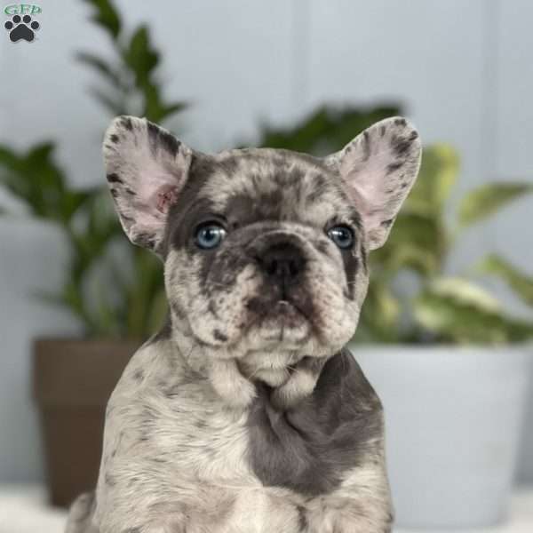 Holly, French Bulldog Puppy