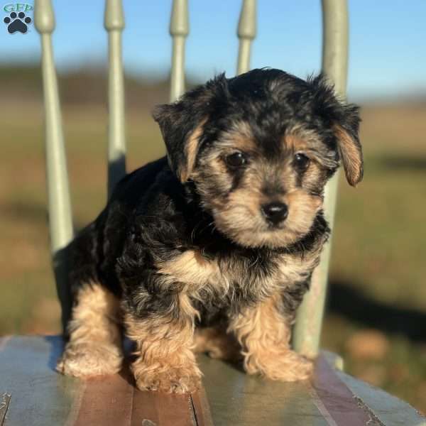 Tessa, Yorkie Poo Puppy